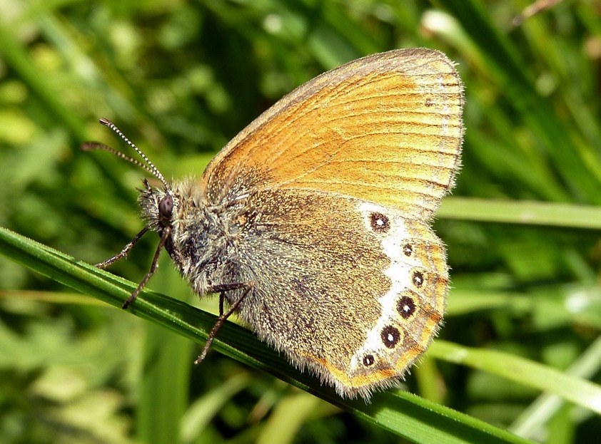 Coenonympha darwiniana!